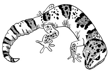 line drawing of Leopard Gecko