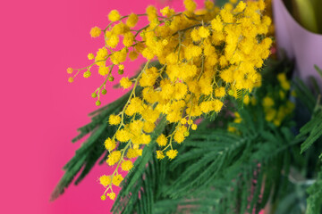 Yellow Mimosa bouquet on pink background, the symbol of International Women s Day.