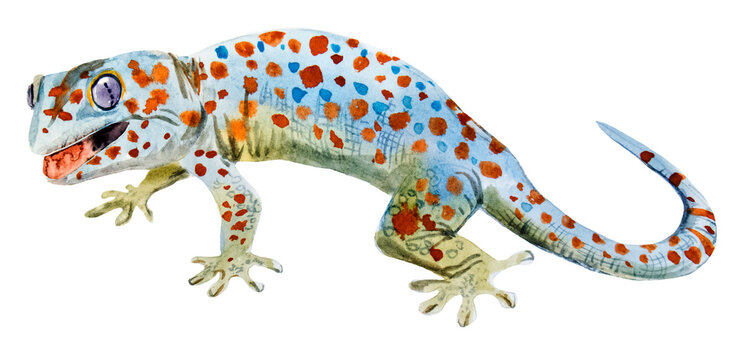 watercolor drawing of Gecko tokay