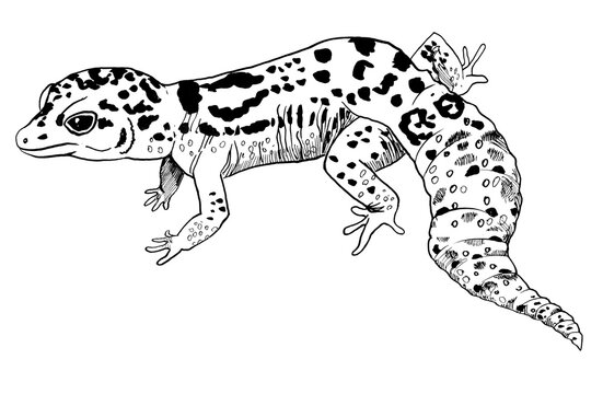 1 127 件の最適な Leopard Gecko Cute 画像 ストック写真 ベクター Adobe Stock