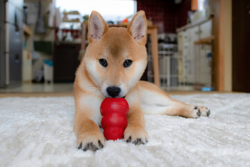Portrait of cute Shiba Inu dog puppy with red toy looking at camera, pet indoor at home.