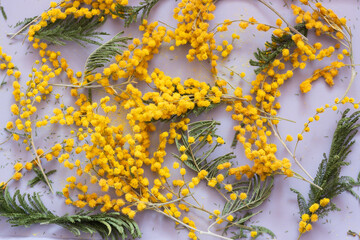 Dry yellow flowers mimosa