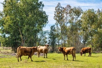 Dairy Cows On The Farm.
Cattle Eating Grass And Hay In The Field. Animals And Nature.
