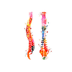 Colorful human spine anatomy, spinal cords, anatomical poster with vertebral column spine structure. Healthcare, medical checkup and diagnostic vector illustration. Anterior and lateral spine view