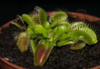 Potted carnivorous plant - Dionaea Muscipula or Venus Flytrap.