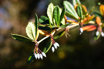 Gewöhnliche Berberitze