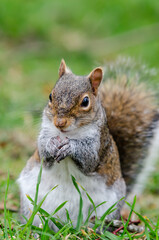 Brown and red squirrel eating a raisin in close-up, portrait picture.
