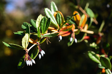 Gewöhnliche Berberitze