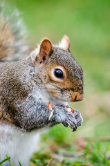 Brown and red squirrel eating an almond in close-up