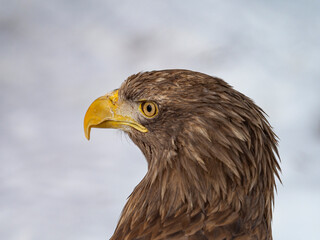 Close up photo of white-tailed eagle - Haliaeetus albicilla.