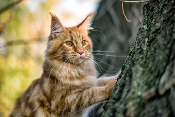 A big maine coon kitten sitting on a tree in a forest in summer.