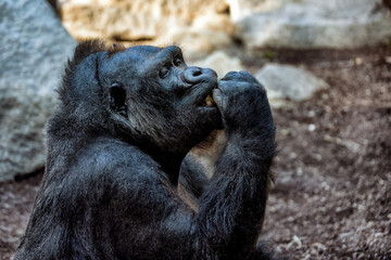 A black eating gorilla in a park. © Marina