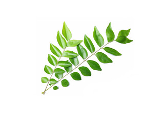 Fototapeta na wymiar Green curry leaves isolated on white background