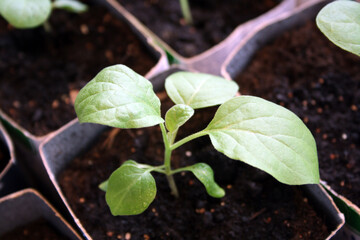 A young eggplant sprout is grown in a box by the window.