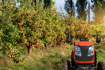 Farm tractor in apple orchard.
