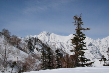 snow covered trees