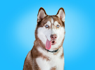 A purebred female Siberian Husky with a brown and white coat using di-cut technique on a blue background. Eyes looking forward, camera ears, protruding ears, tongue and collar, and pet care ideas.