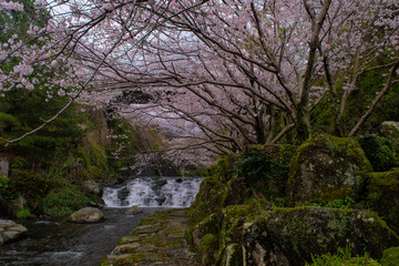 春の桜と渡橋と滝のある風景