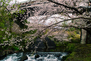春の桜と滝のある自然豊かな日本風景