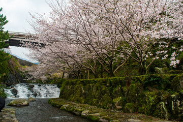 春の桜と滝のある自然豊かな日本風景