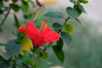 Red hibiscus flowers on the tree in the garden