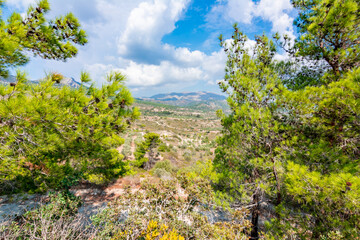 Rhodes island summer landscape with pine trees, Greece