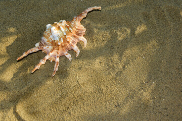 Several beautiful shells on the sand, sandy beach. Sea summer vacation background with space for text. Seashells with sand as background