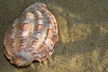 One large shell on the sand, sandy beach. Sea summer vacation background with space for text. Seashells with sand as background