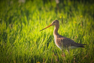 black-tailed bird