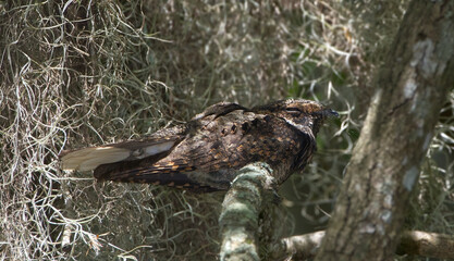 The eastern whippoorwill  (Antrostomus vociferus) is a medium-sized nightjar from North America, perched on live oak tree (Quercus virginiana) branch, eyes closed, resting during daytime