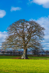 Obraz premium Fields, meadows and old trees, English Village, Devon, England