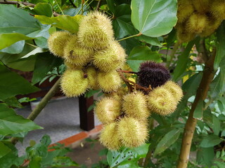 
Yellow Bixa orellana (Achiote) (Bixa orellana) Bixaceae family. Amazon, Brazil
