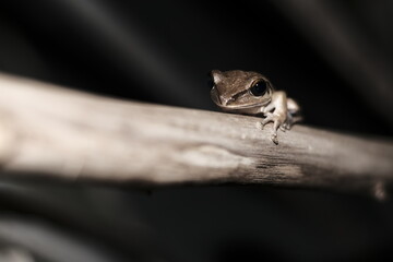 lizard on a tree