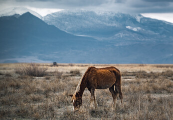Fototapeta premium A moody shot of a horse in fields of marshes in Sultansazligi (Sultan Reedy) National Park, central Turkey