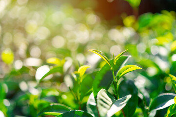 Green tea bud and fresh leaves with soft light, Tea plantation
