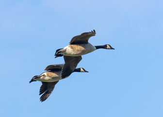 Canadian goose in flight during spring time. The Canada goose 