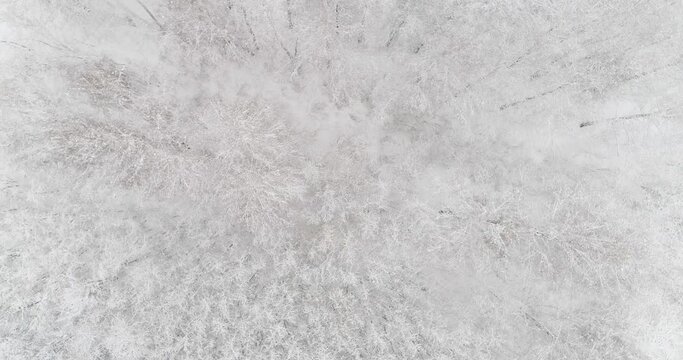 Aerial video of a winter forest