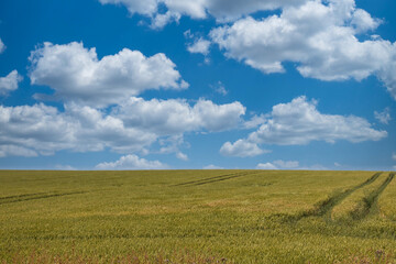 beautiful wheat field with cloudy blue sky
