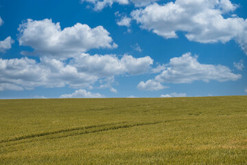 Fototapeta premium beautiful wheat field with cloudy blue sky