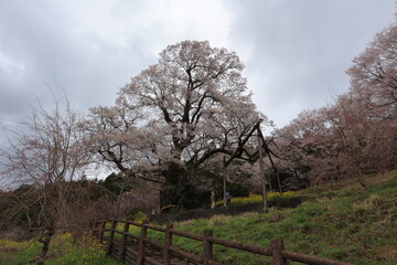 桜の季節