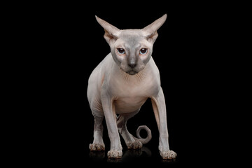 Sphynx Cat with clumsy ears and twisted tail stare in camera on isolated black background