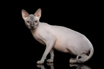 Sphynx Cat with twisted tail standing at side view on isolated black background