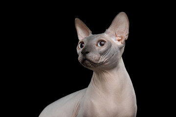 Portrait of Sphynx Cat with blue eyes on isolated black background