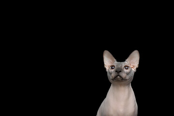 Portrait of Sphynx Cat with blue eyes looking up on isolated black background