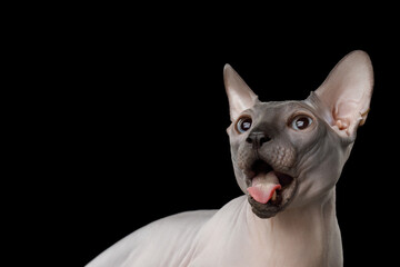 Funny portrait of amazement Sphynx Cat with opened mouth Looking up on isolated black background