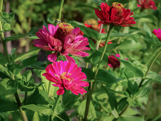 Zinnia bloom