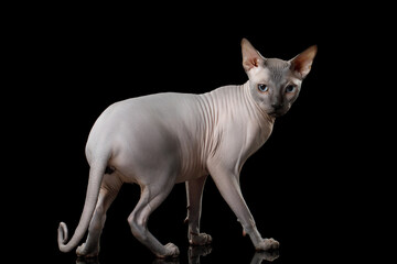 Sphynx Cat full length standing and angry stare on isolated black background
