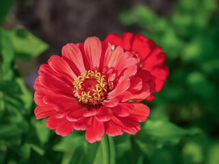 Zinnia flower close up