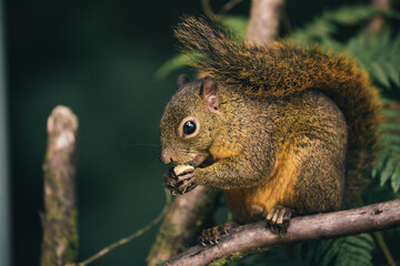 Naklejka na ściany i meble The red-tailed squirrel is a species of tree squirrel distributed from southern Central America to northern South America this one eats nuts