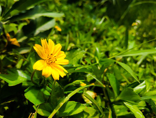 yellow flower in the garden